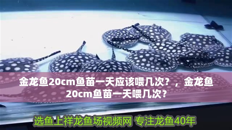金龍魚20cm魚苗一天應該喂幾次？，金龍魚20cm魚苗一天喂幾次？