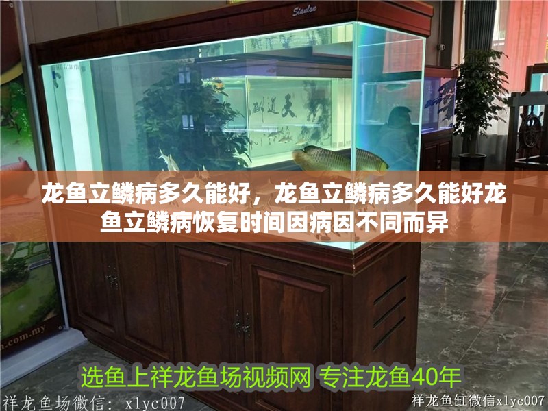 龍魚立鱗病多久能好，龍魚立鱗病多久能好龍魚立鱗病恢復(fù)時間因病因不同而異