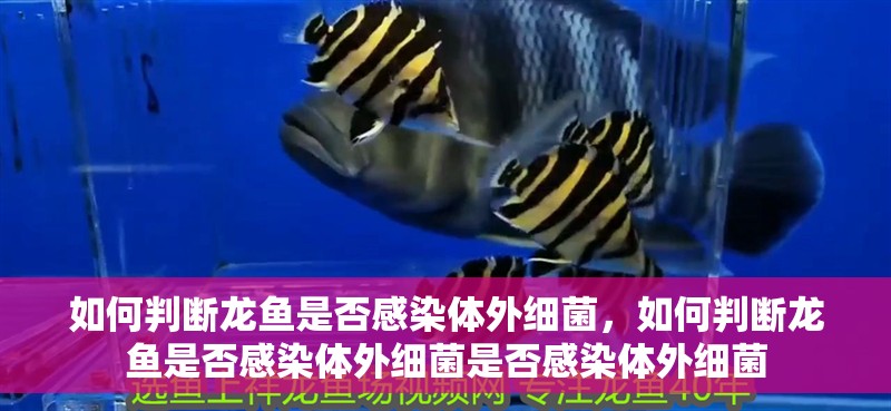 如何判斷龍魚是否感染體外細(xì)菌，如何判斷龍魚是否感染體外細(xì)菌是否感染體外細(xì)菌