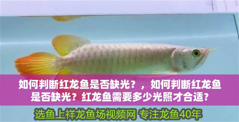 如何判斷紅龍魚是否缺光？，如何判斷紅龍魚是否缺光？紅龍魚需要多少光照才合適？