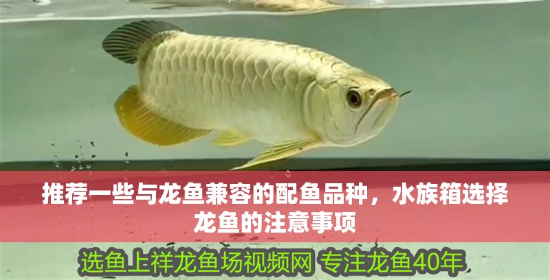 推薦一些與龍魚兼容的配魚品種，水族箱選擇龍魚的注意事項