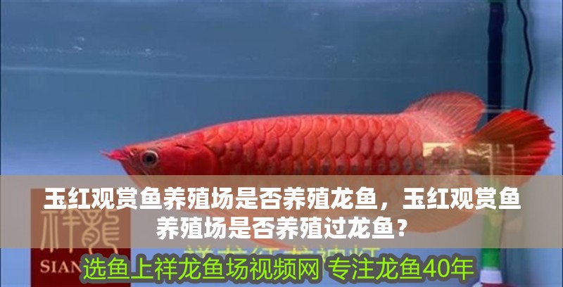 玉紅觀賞魚養殖場是否養殖龍魚，玉紅觀賞魚養殖場是否養殖過龍魚？