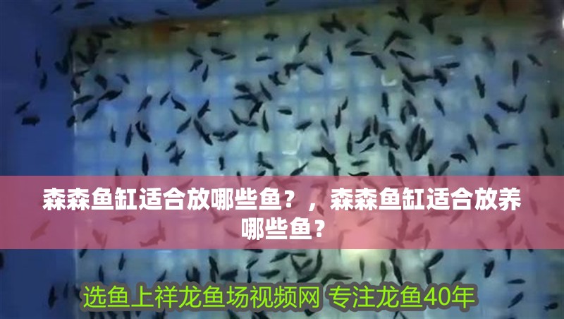 森森魚缸適合放哪些魚？，森森魚缸適合放養哪些魚？