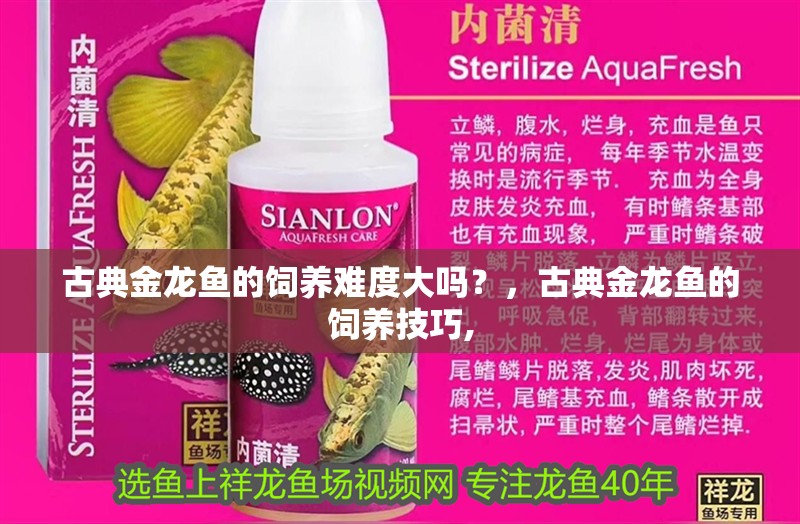 古典金龍魚的飼養難度大嗎？，古典金龍魚的飼養技巧,