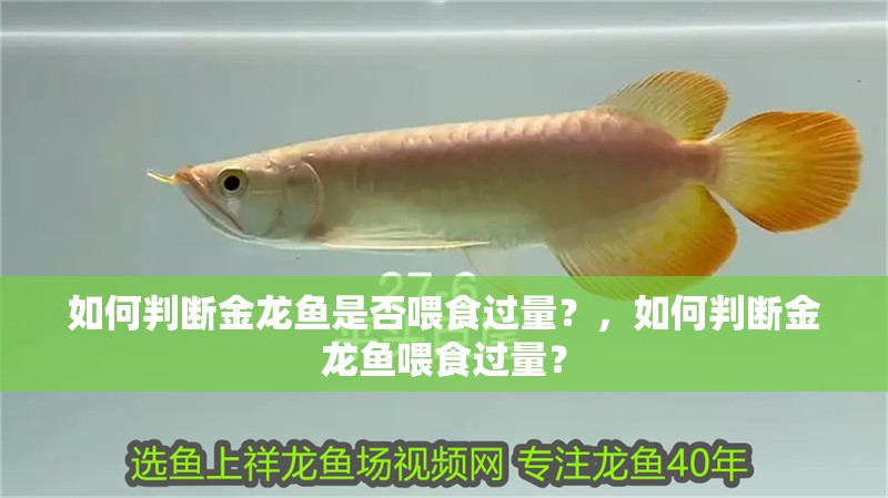 如何判斷金龍魚是否喂食過量？，如何判斷金龍魚喂食過量？