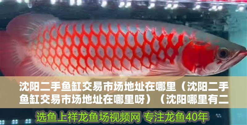 沈陽二手魚缸交易市場地址在哪里（沈陽二手魚缸交易市場地址在哪里呀）（沈陽哪里有二手魚缸可以出售？）