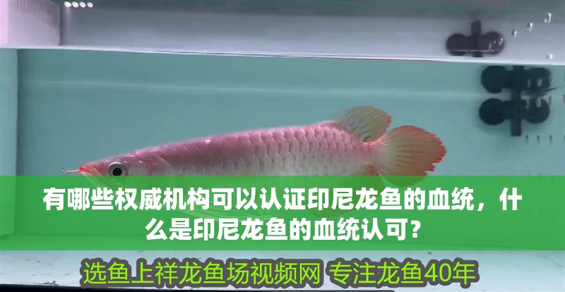 有哪些權(quán)威機構(gòu)可以認證印尼龍魚的血統(tǒng)，什么是印尼龍魚的血統(tǒng)認可？