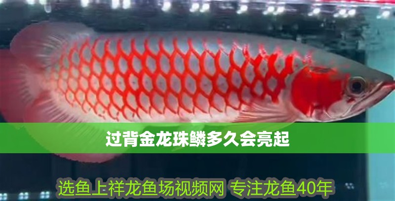 過背金龍珠鱗多久會亮起