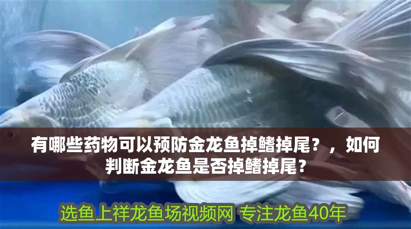 有哪些藥物可以預防金龍魚掉鰭掉尾？，如何判斷金龍魚是否掉鰭掉尾？