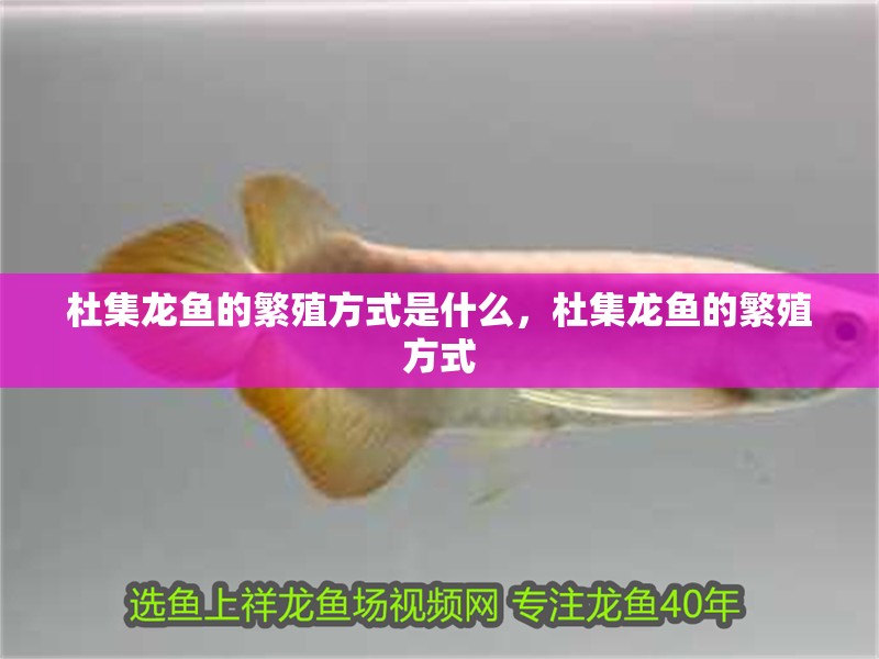 杜集龍魚的繁殖方式是什么，杜集龍魚的繁殖方式