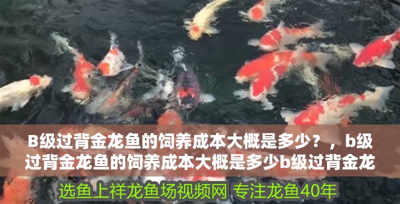 B級過背金龍魚的飼養成本大概是多少？，b級過背金龍魚的飼養成本大概是多少b級過背金龍魚的飼養成本