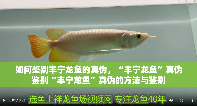 如何鑒別豐寧龍魚的真偽，“豐寧龍魚”真偽鑒別“豐寧龍魚”真偽的方法與鑒別