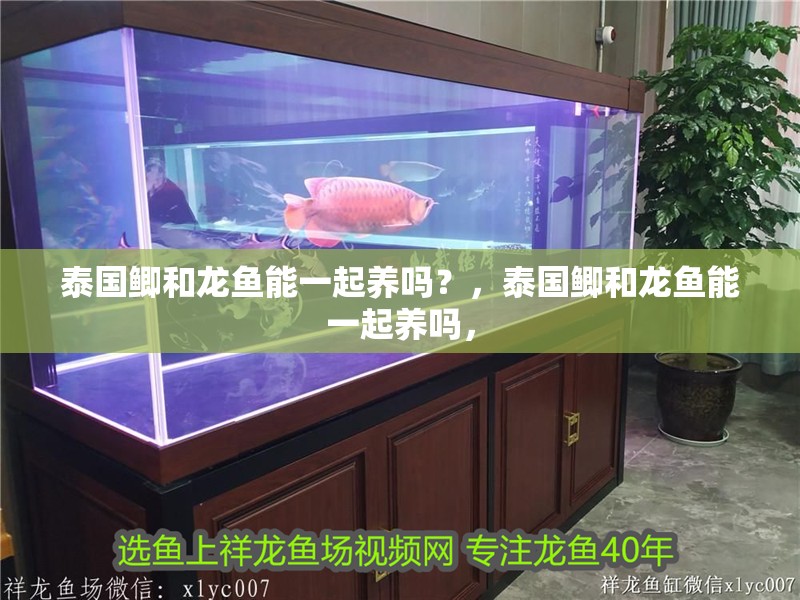 泰國鯽和龍魚能一起養(yǎng)嗎？，泰國鯽和龍魚能一起養(yǎng)嗎，