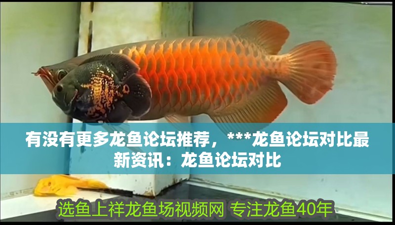 有沒有更多龍魚論壇推薦，***龍魚論壇對比最新資訊：龍魚論壇對比