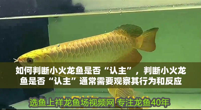 如何判斷小火龍魚是否“認(rèn)主”，判斷小火龍魚是否“認(rèn)主”通常需要觀察其行為和反應(yīng)