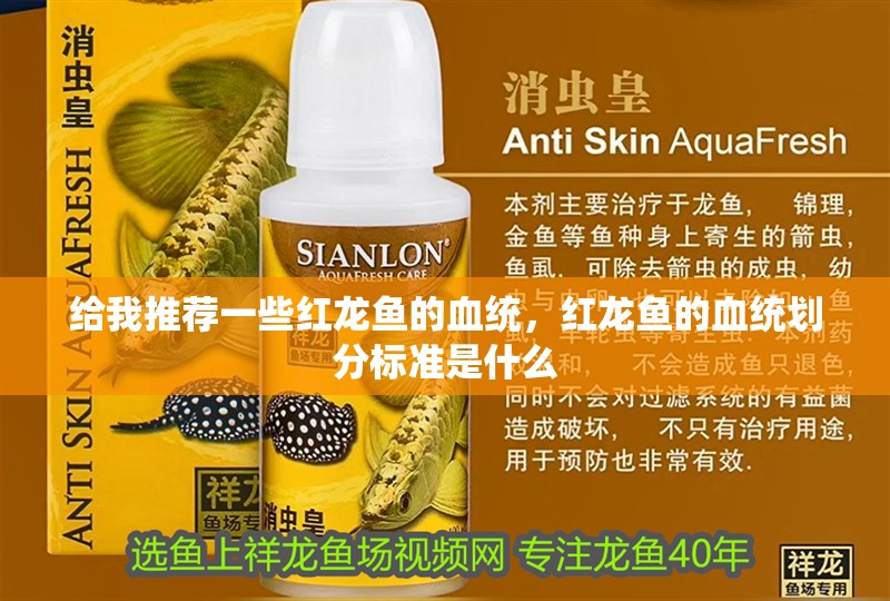 給我推薦一些紅龍魚的血統，紅龍魚的血統劃分標準是什么
