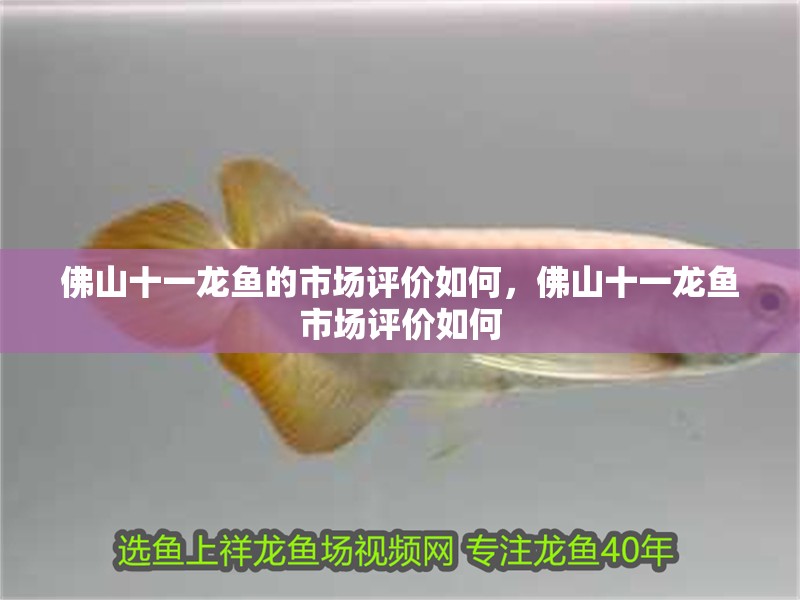 佛山十一龍魚的市場評價如何，佛山十一龍魚市場評價如何