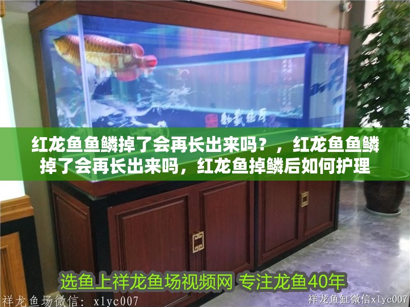 紅龍魚魚鱗掉了會再長出來嗎？，紅龍魚魚鱗掉了會再長出來嗎，紅龍魚掉鱗后如何護理