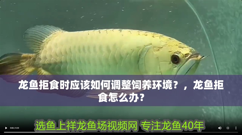 龍魚拒食時應(yīng)該如何調(diào)整飼養(yǎng)環(huán)境？，龍魚拒食怎么辦？