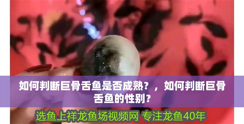 如何判斷巨骨舌魚是否成熟？，如何判斷巨骨舌魚的性別？