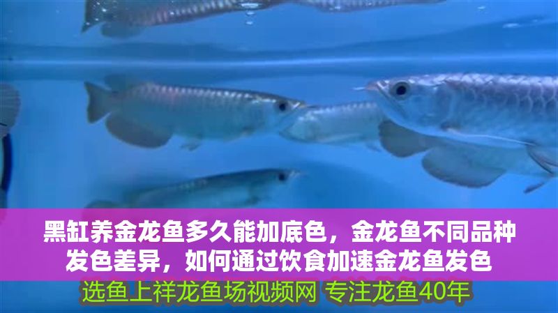 黑缸養金龍魚多久能加底色，金龍魚不同品種發色差異，如何通過飲食加速金龍魚發色