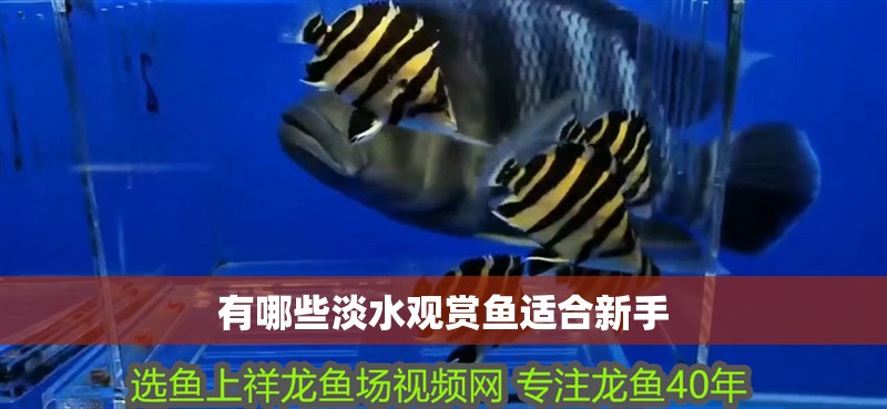 有哪些淡水觀賞魚適合新手
