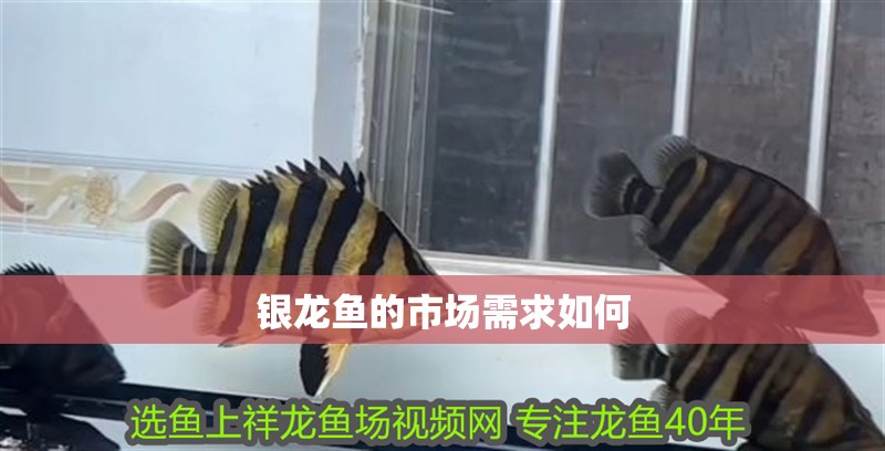 銀龍魚的市場需求如何