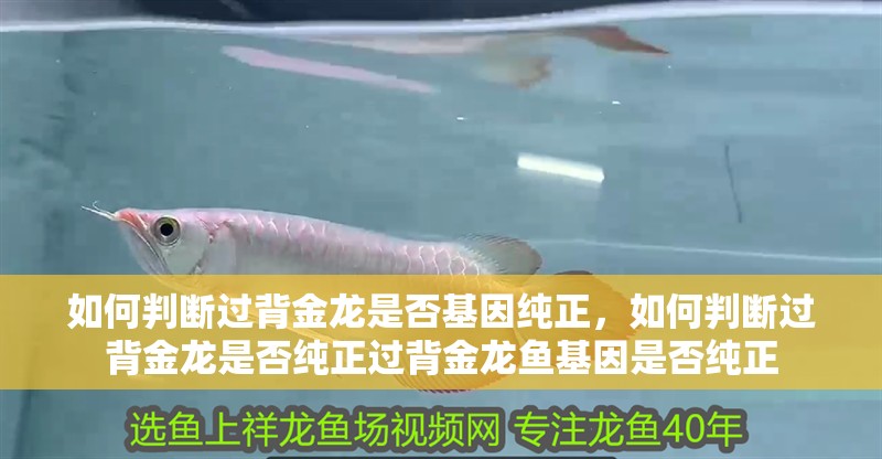 如何判斷過背金龍是否基因純正，如何判斷過背金龍是否純正過背金龍魚基因是否純正