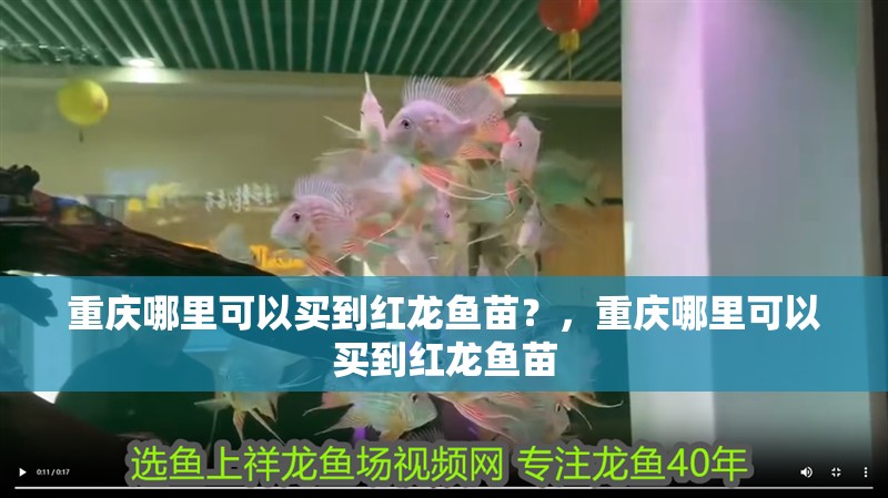 重慶哪里可以買(mǎi)到紅龍魚(yú)苗？，重慶哪里可以買(mǎi)到紅龍魚(yú)苗