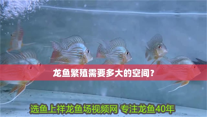 龍魚繁殖需要多大的空間？