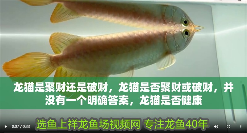 龍貓是聚財還是破財，龍貓是否聚財或破財，并沒有一個明確答案，龍貓是否健康