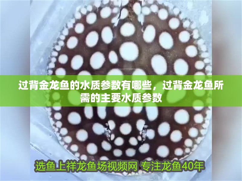 過背金龍魚的水質參數有哪些，過背金龍魚所需的主要水質參數