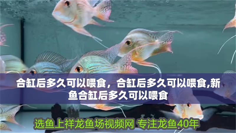 合缸后多久可以喂食，合缸后多久可以喂食,新魚合缸后多久可以喂食