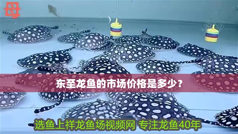 東至龍魚的市場價格是多少？