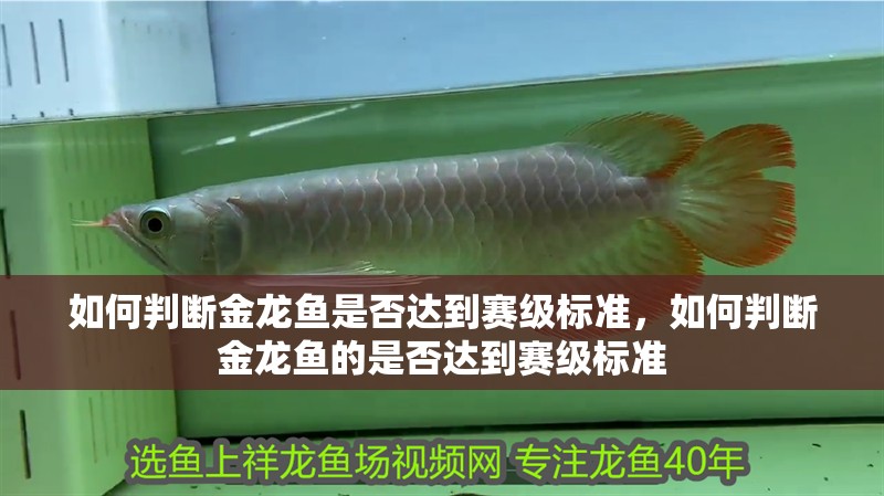如何判斷金龍魚是否達到賽級標準，如何判斷金龍魚的是否達到賽級標準