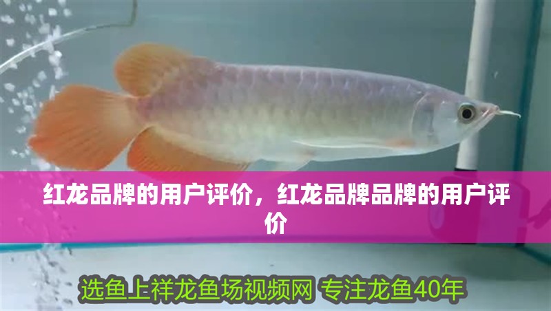 紅龍品牌的用戶評價，紅龍品牌品牌的用戶評價
