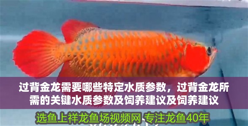 過背金龍需要哪些特定水質參數，過背金龍所需的關鍵水質參數及飼養建議及飼養建議