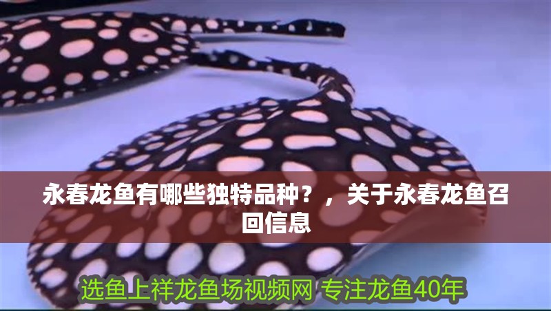 永春龍魚有哪些獨特品種？，關于永春龍魚召回信息