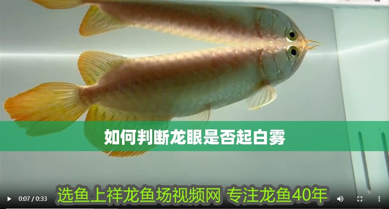 如何判斷龍眼是否起白霧