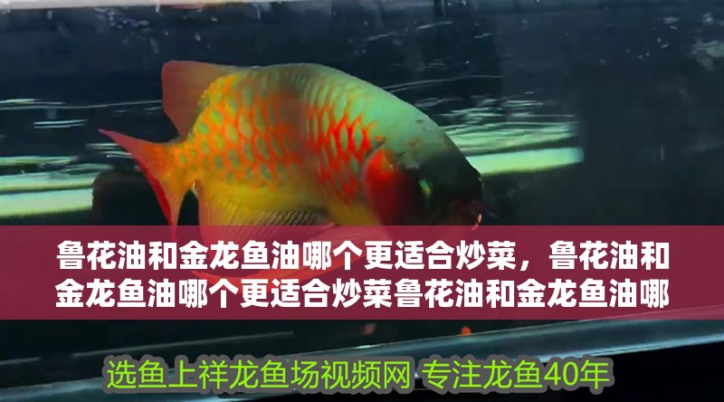 魯花油和金龍魚油哪個更適合炒菜，魯花油和金龍魚油哪個更適合炒菜魯花油和金龍魚油哪個更健康