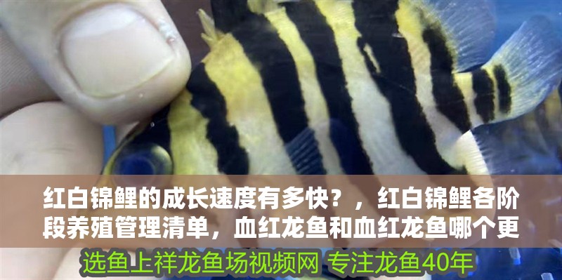 紅白錦鯉的成長速度有多快？，紅白錦鯉各階段養殖管理清單，血紅龍魚和血紅龍魚哪個更有收藏價值