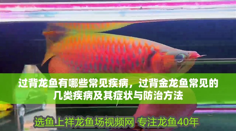 過背龍魚有哪些常見疾病，過背金龍魚常見的幾類疾病及其癥狀與防治方法