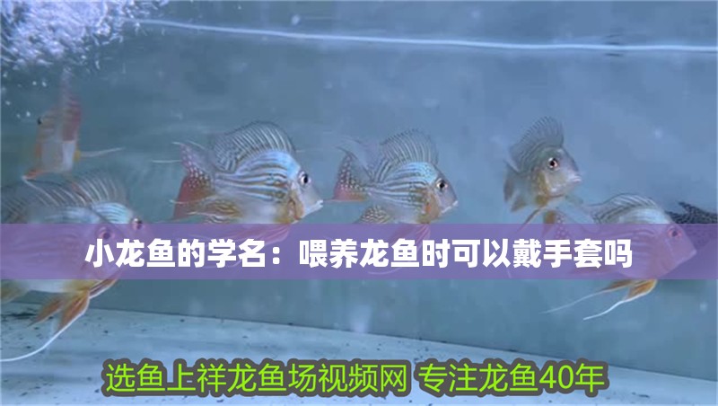 小龍魚的學名：喂養龍魚時可以戴手套嗎