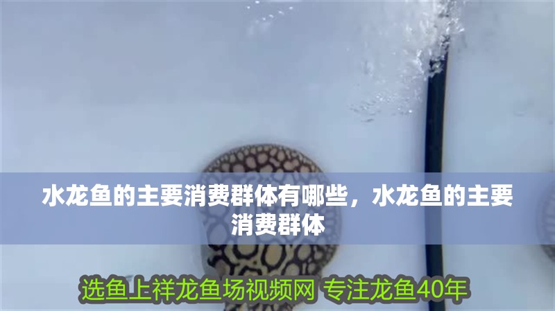 水龍魚的主要消費群體有哪些，水龍魚的主要消費群體
