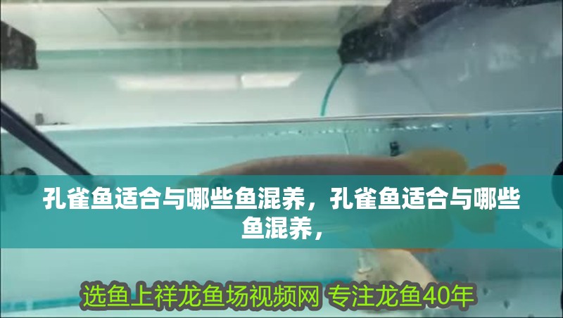 孔雀魚適合與哪些魚混養(yǎng)，孔雀魚適合與哪些魚混養(yǎng)，