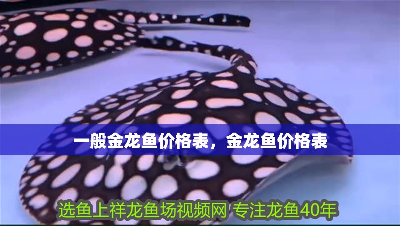 一般金龍魚價格表，金龍魚價格表