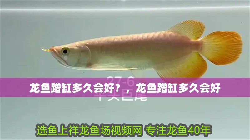 龍魚蹭缸多久會好？，龍魚蹭缸多久會好