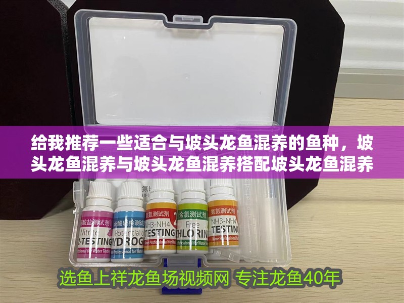 給我推薦一些適合與坡頭龍魚混養(yǎng)的魚種，坡頭龍魚混養(yǎng)與坡頭龍魚混養(yǎng)搭配坡頭龍魚混養(yǎng)搭配清單