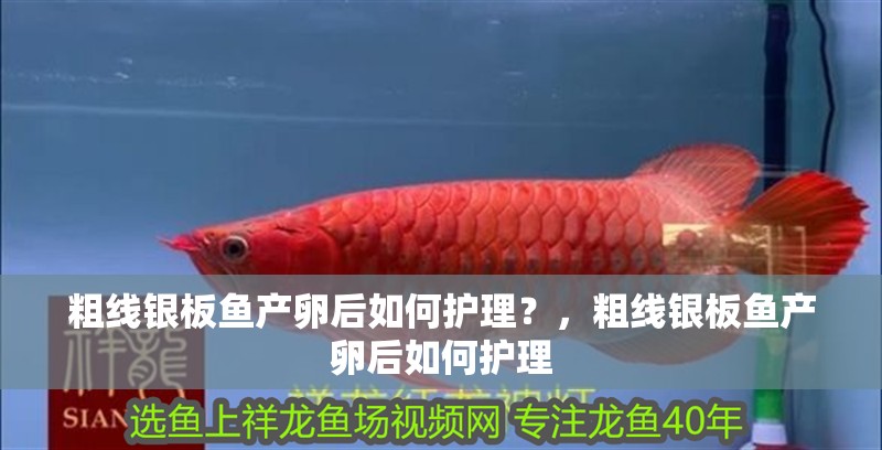 粗線銀板魚產(chǎn)卵后如何護理？，粗線銀板魚產(chǎn)卵后如何護理