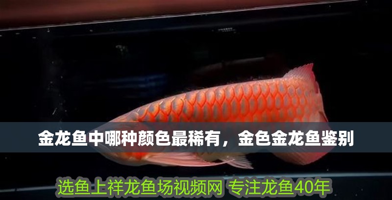 金龍魚中哪種顏色最稀有，金色金龍魚鑒別